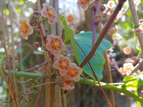 Fevillea cordifolia
