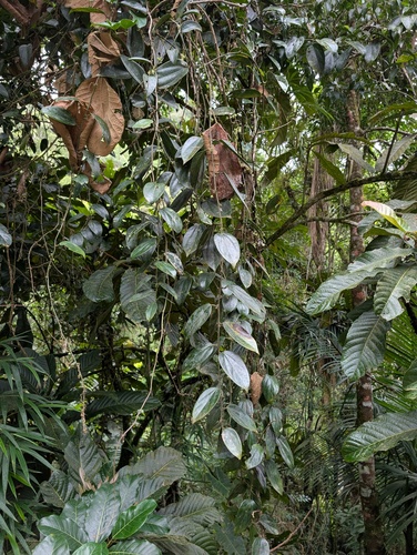 Fevillea passiflora (Jobota chestnut) — photo