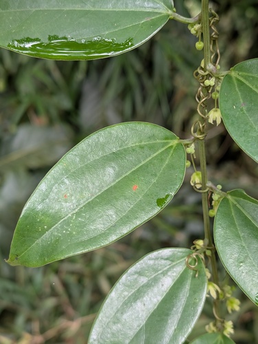 Fevillea passiflora