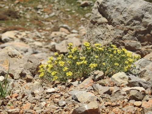 Fibigia clypeata (Fibigia) — photo
