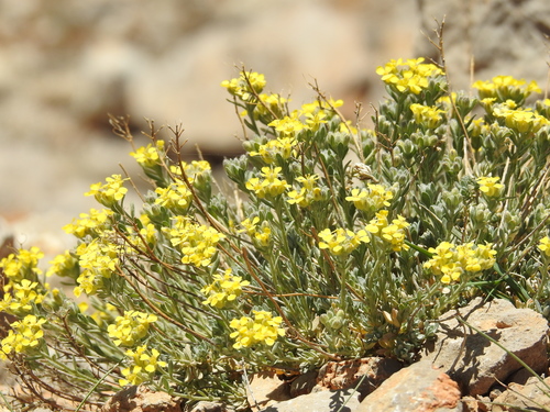 Fibigia clypeata (Fibigia) — photo