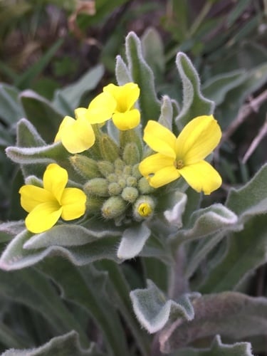 Fibigia clypeata