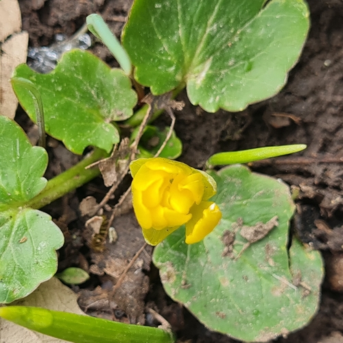 Ficaria fascicularis (Egg-yolk) — photo