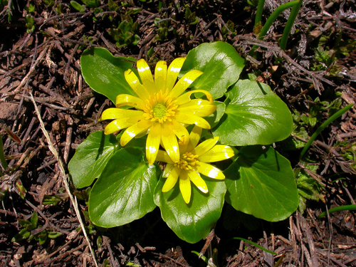Ficaria fascicularis