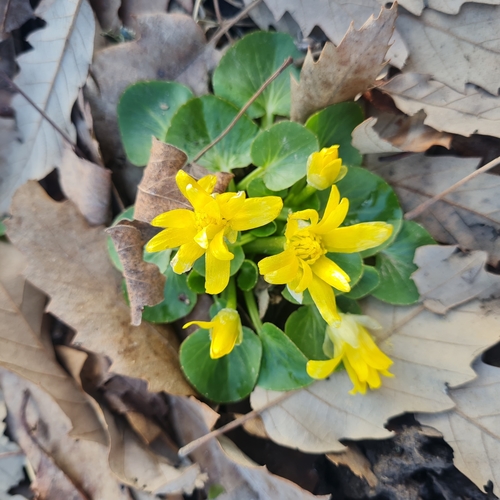 Ficaria fascicularis (Egg-yolk) — photo