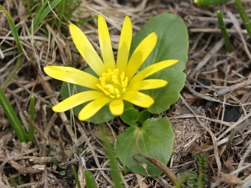 Ficaria ficarioides — photo