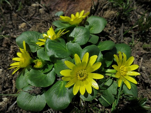 Ficaria ficarioides