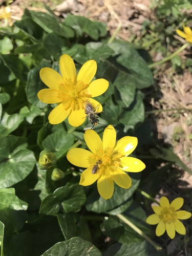 Ficaria verna subsp. ficariiformis — photo