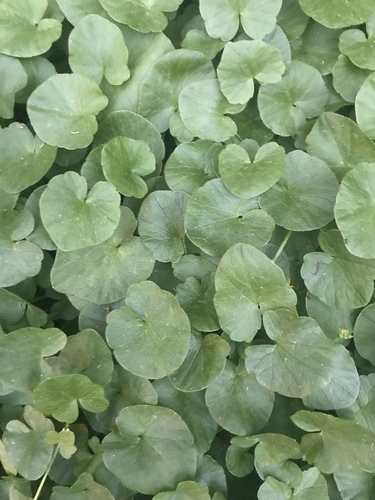 Ficaria verna subsp. ficariiformis — photo