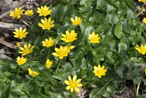 Ficaria verna subsp. ficariiformis