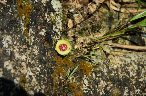 Ficus abelii — photo