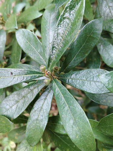 Ficus abelii — photo
