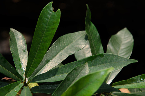 Ficus abelii