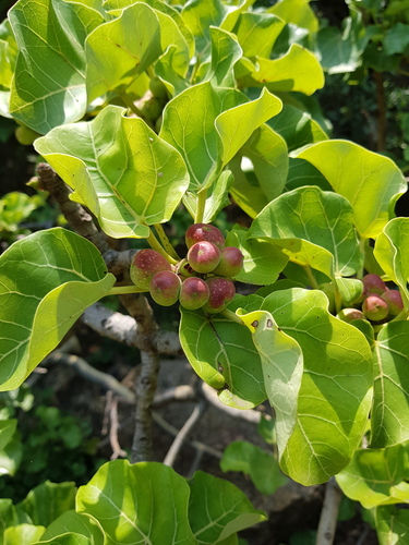 Ficus abutilifolia (Large-leaved rock fig) — photo