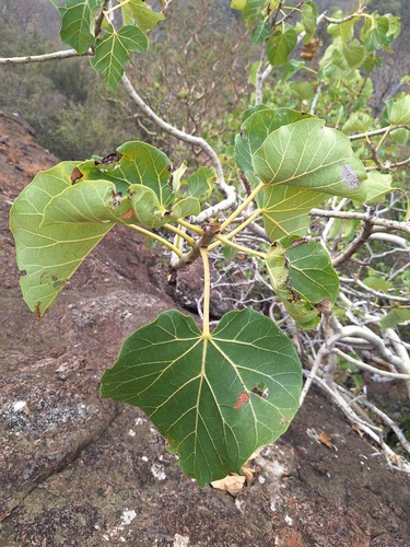 Ficus abutilifolia (Large-leaved rock fig) — photo