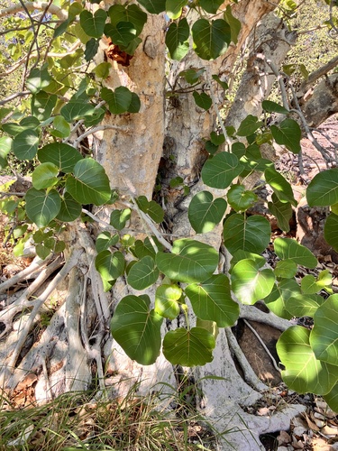 Ficus abutilifolia