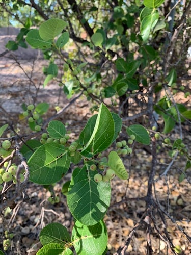 Ficus aculeata (Sandpaper fig) — photo