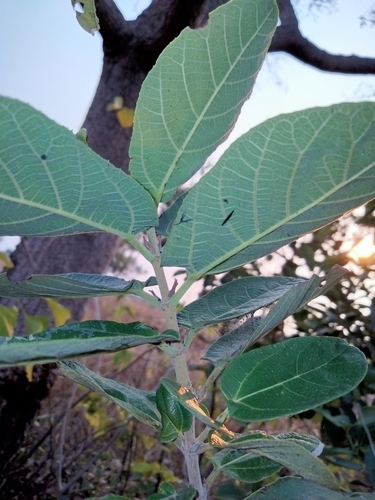 Ficus aculeata (Sandpaper fig) — photo