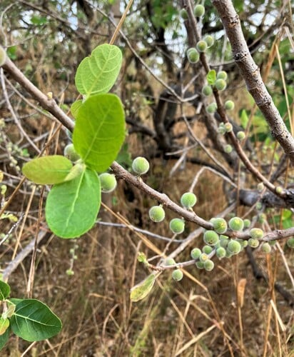 Ficus aculeata