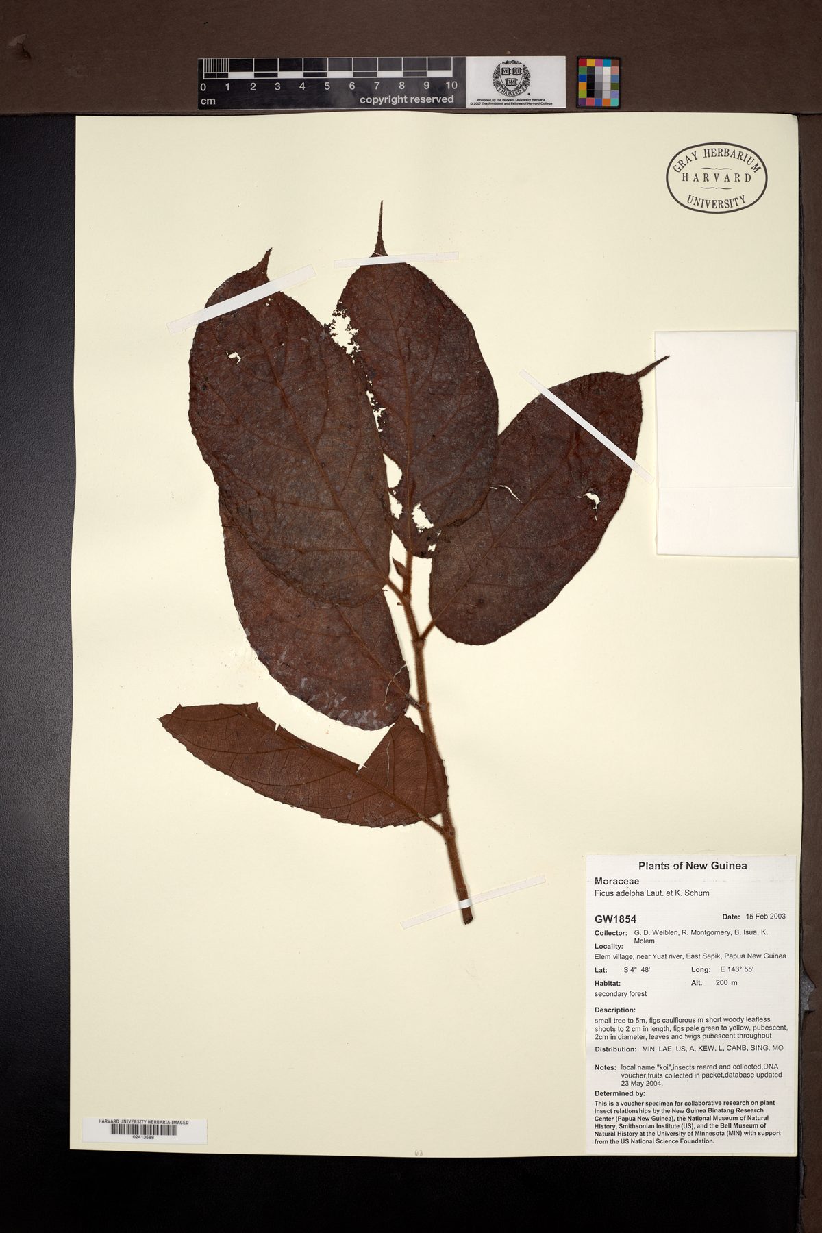 Ficus adelpha — photo