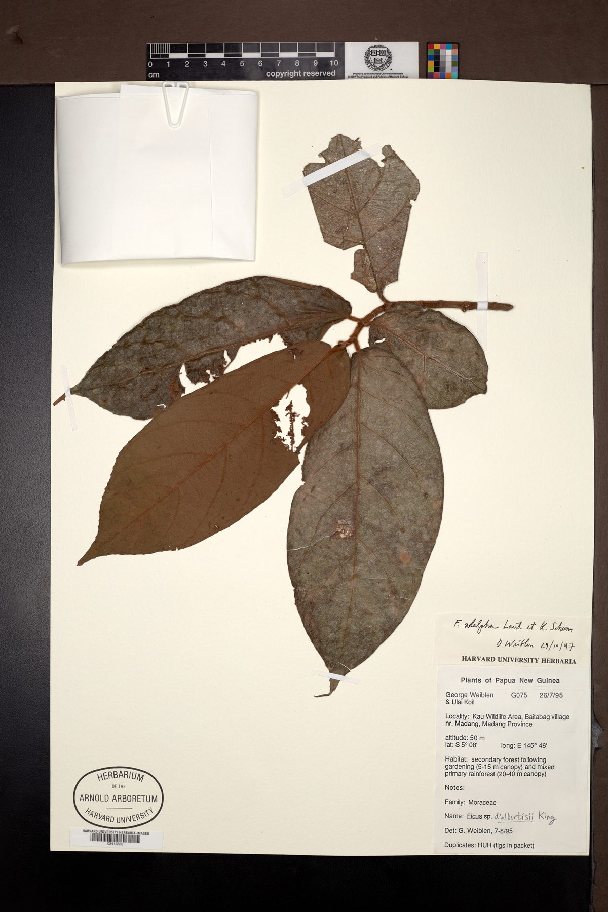 Ficus adelpha — photo