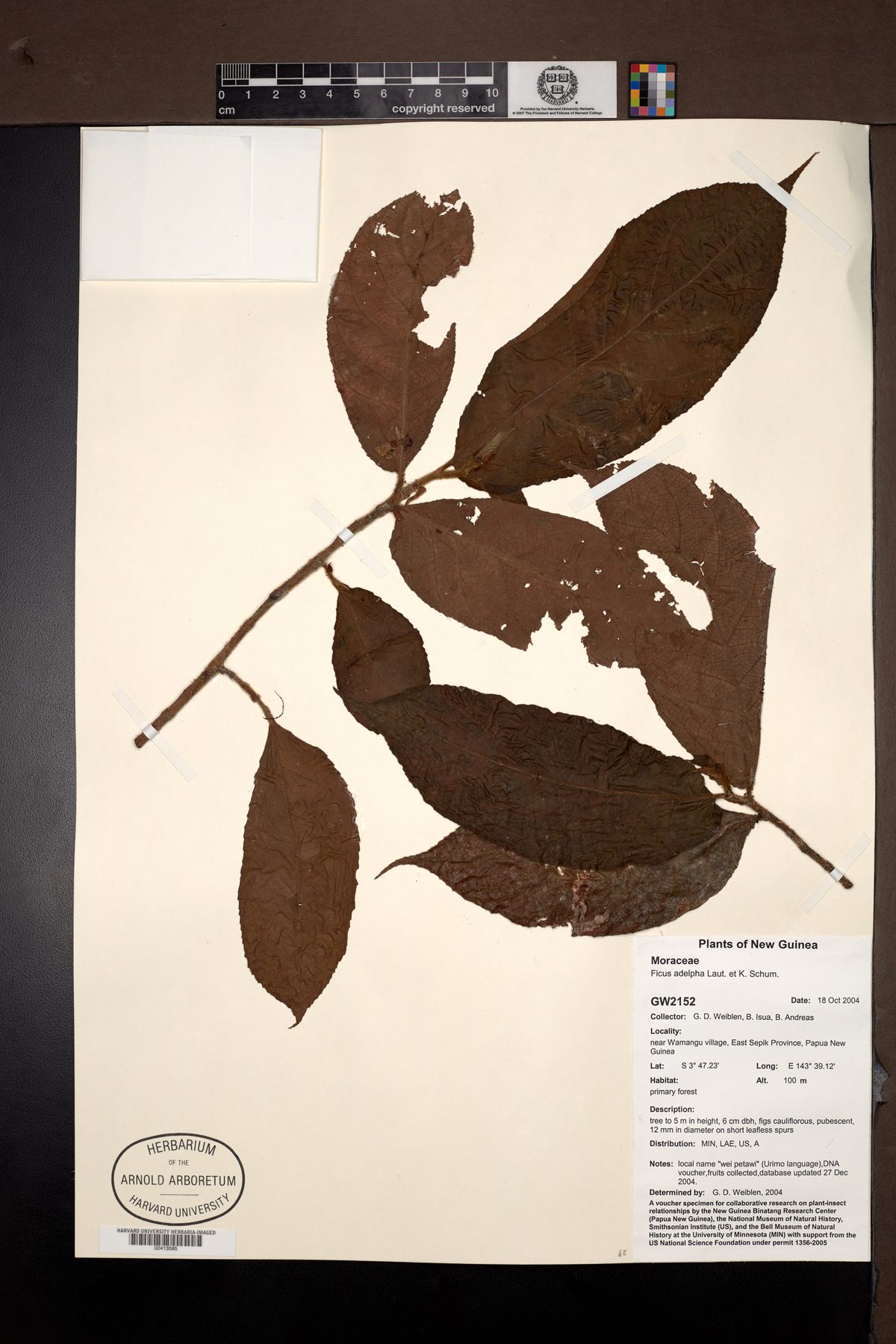 Ficus adelpha