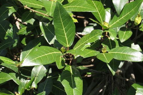 Ficus adenosperma (Riverine fig) — photo