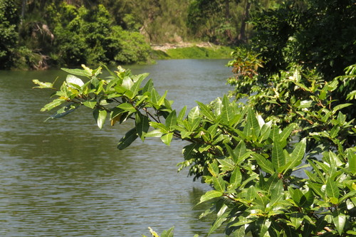 Ficus adenosperma (Riverine fig) — photo