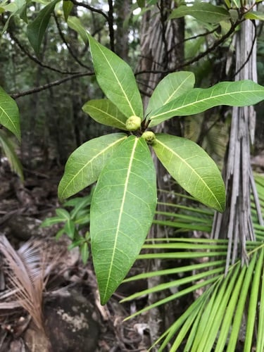 Ficus adenosperma