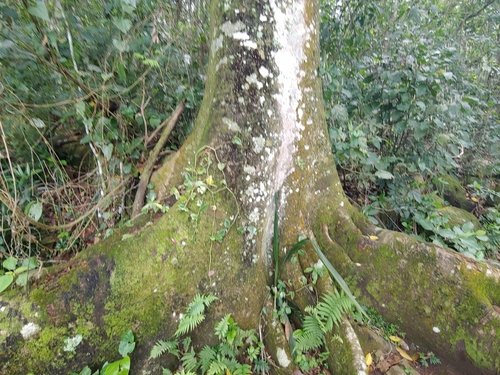 Ficus adhatodifolia (Caxinguba) — photo