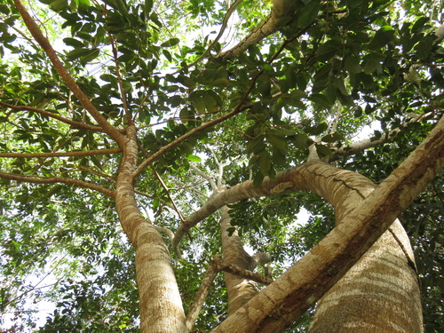 Ficus adhatodifolia (Caxinguba) — photo