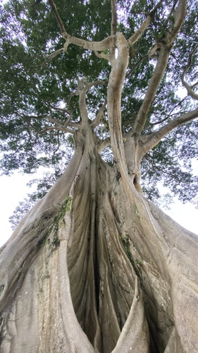 Ficus albipila (Rocket Fig) — photo