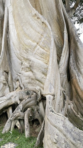 Ficus albipila (Rocket Fig) — photo