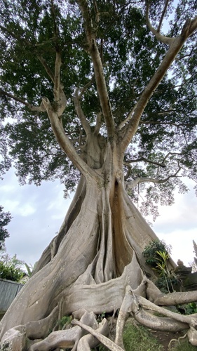Ficus albipila