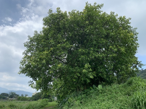 Ficus altissima (Lofty tree) — photo