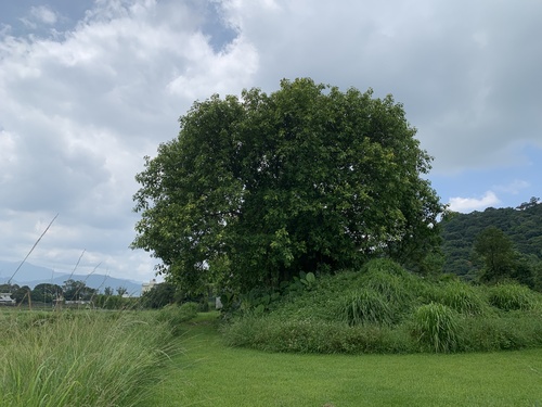 Ficus altissima (Lofty tree) — photo