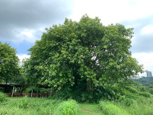 Ficus altissima