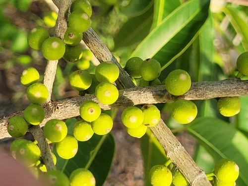 Ficus amazonica (Bird fig) — photo