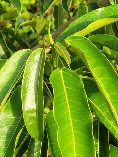 Ficus amazonica (Bird fig) — photo