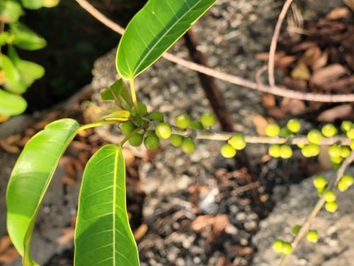Ficus amazonica