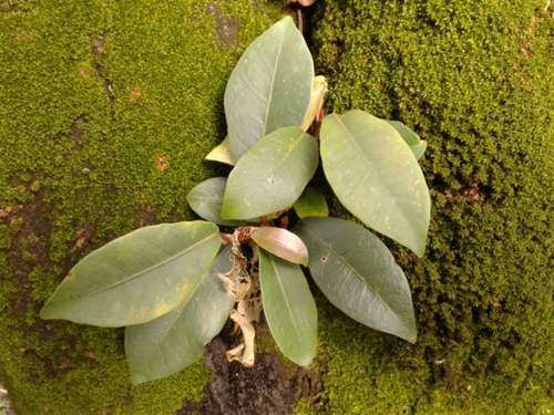 Ficus americana (Jamaica fig) — photo