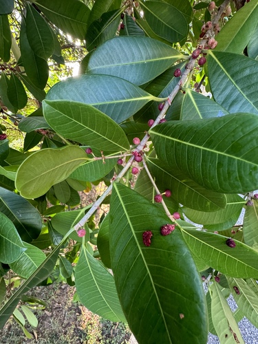 Ficus americana subsp. andicola