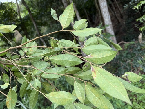 Ficus ampelas (Ilu) — photo