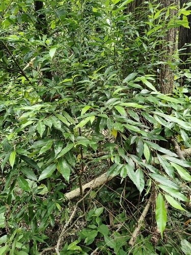 Ficus ampelas (Ilu) — photo