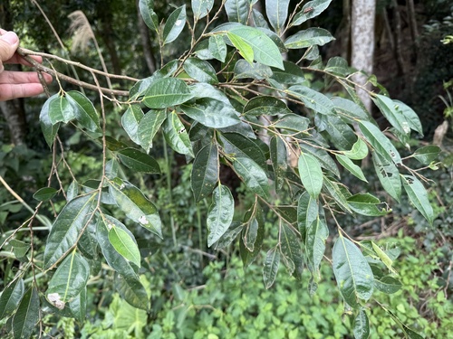 Ficus ampelas