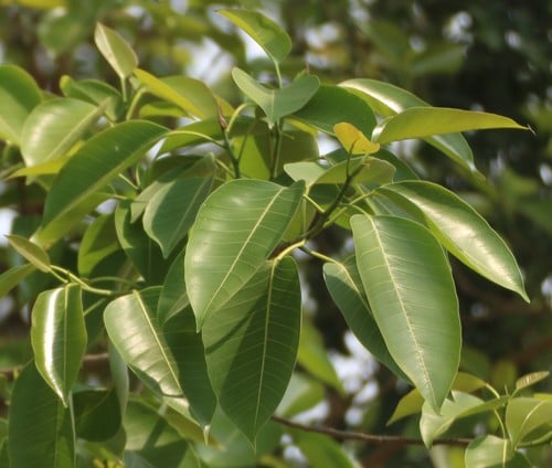 Ficus amplissima (Pipri) — photo