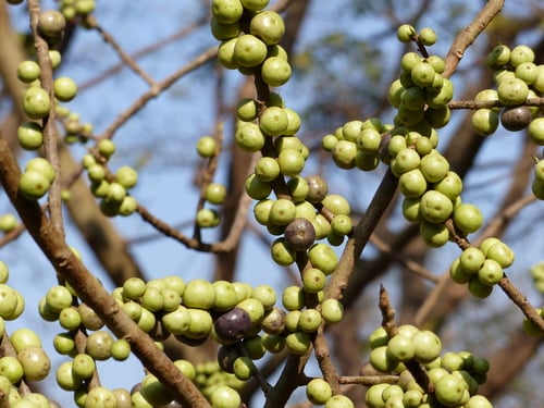 Ficus amplissima (Pipri) — photo