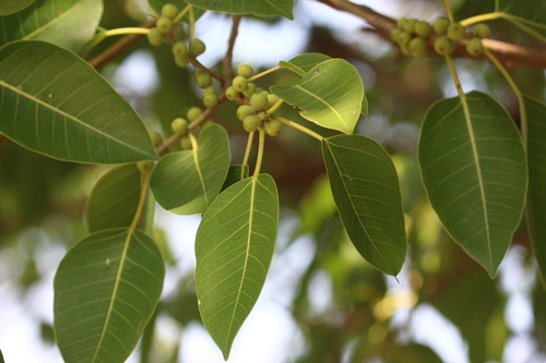 Ficus amplissima