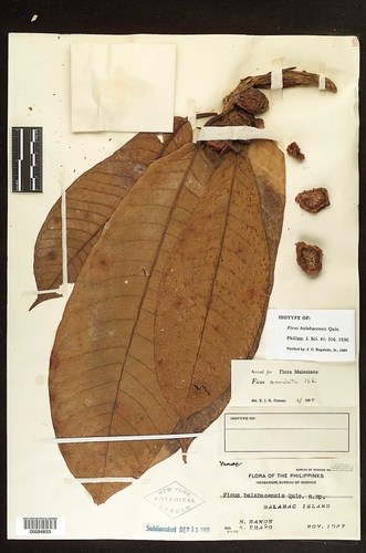 Ficus annulata
