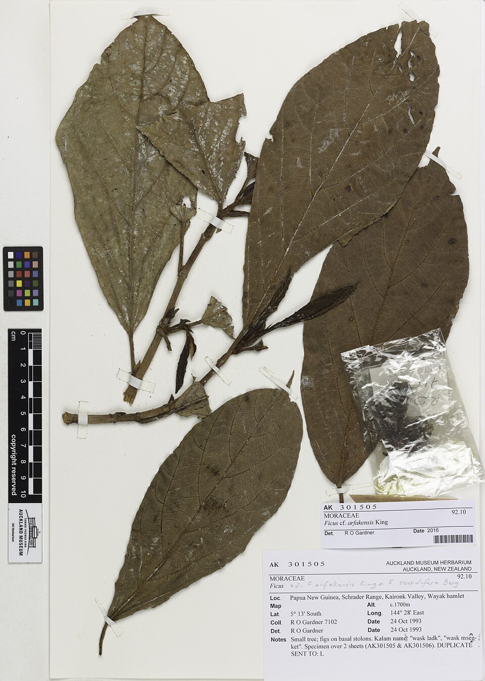 Ficus arfakensis — photo